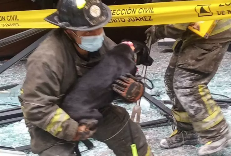 perrito-bomberos-explosión-coyoacán