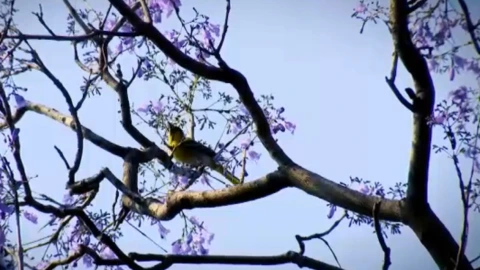 Las aves esparcen las semillas del muérdago