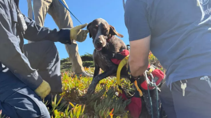 Perro rescatado de acantilado en San Francisco demuestra gratitud a bomberos