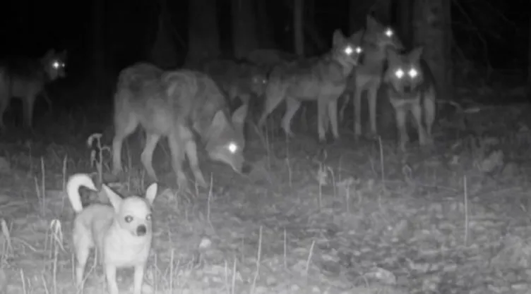 /al-extremo/video-perrito-chihuahua-viral-unirse-manada-lobos-pb-notas
