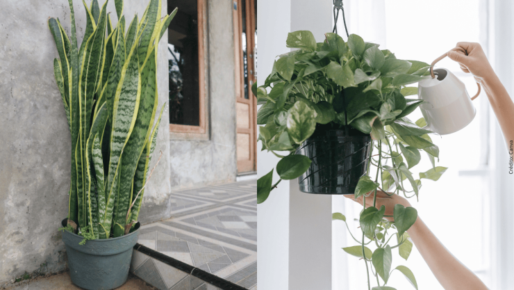 Las plantas más fáciles de cuidar si eres principiante.png