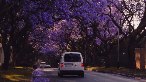 ¿Dónde ver jacarandas en Querétaro?