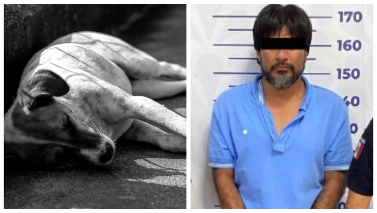 Defendió a su dueña y le costó la vida: Fiscalía vinculó a hombre en Puebla por violencia y asesinato. En la imagen se observa un perro lesionado y al asesino que fue detenido por crueldad animal en Cholula.