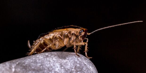 Remedios caseros cucaracha eliminar casas