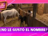 ¿No le gustó el nombre? Kevyn “Bicolor” confiesa cómo quería llamar al potrillo de La Granja VIP