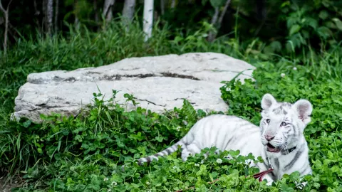 Aplican eutanasia a cachorra de tigre, padecía enfermedad incurable