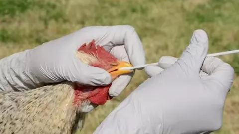 Confirman brote de gripe aviar en la frontera de Quintana Roo y Belice