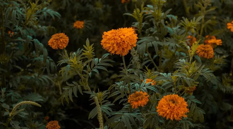 /estilo-de-vida/como-reciclar-flor-cempasuchil-cuando-pase-dia-muertos