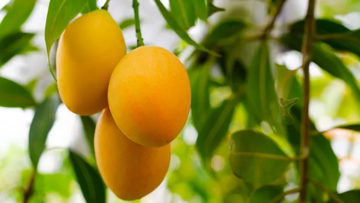 Hombre muere electrocutado al intentar bajar mangos en Veracruz.jpg