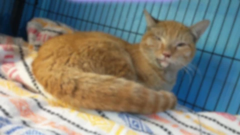 Captan a empleados de una pizzería golpeando brutalmente a un gato.jpg