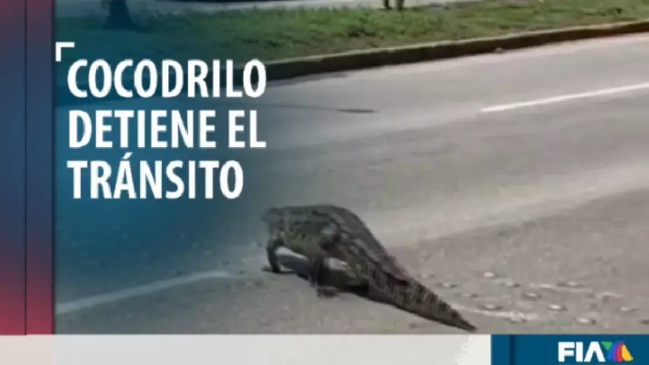 Detienen tránsito en Altamira, Tamaulipas para que cruzara cocodrilo.jpg