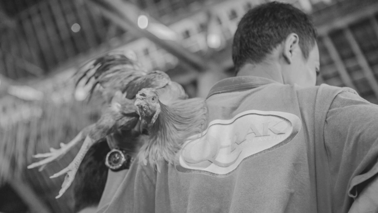 Chiapas prohíbe peleas de gallos y carreras de caballos; el objetivo, frenar a la delincuencia