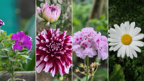 Las 7 plantas con flores que puedes cultivar en febrero para tener un jardín colorido.png