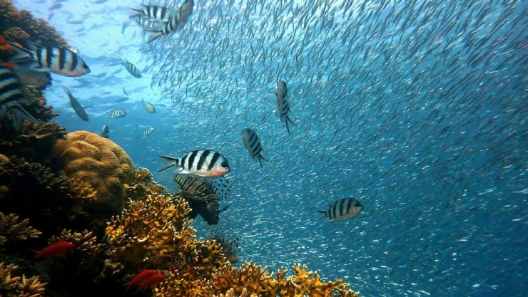 océanos Ebrard cumbre