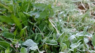 Helada en municipios de Veracruz