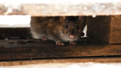 Rata se come los ahorros de una mujer