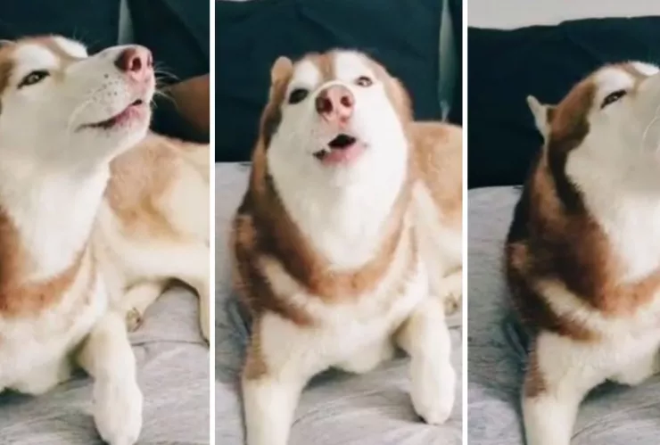 ringo perrito husky siberanio se viraliza en redes sociales por imitar alerta sísmica.jpg