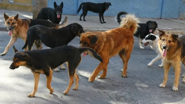 Un hombre que presuntamente destazaba perritos fue detenido por elementos de la Policía Municipal de Mexicali.