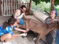 HAYTAP recoge a animales heridos por los incendios en Turquía