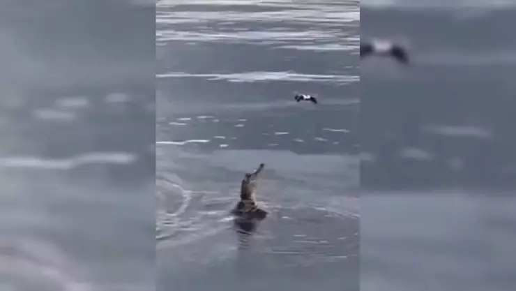 VIDEO_ Dron es atacado y devorado por un caimán