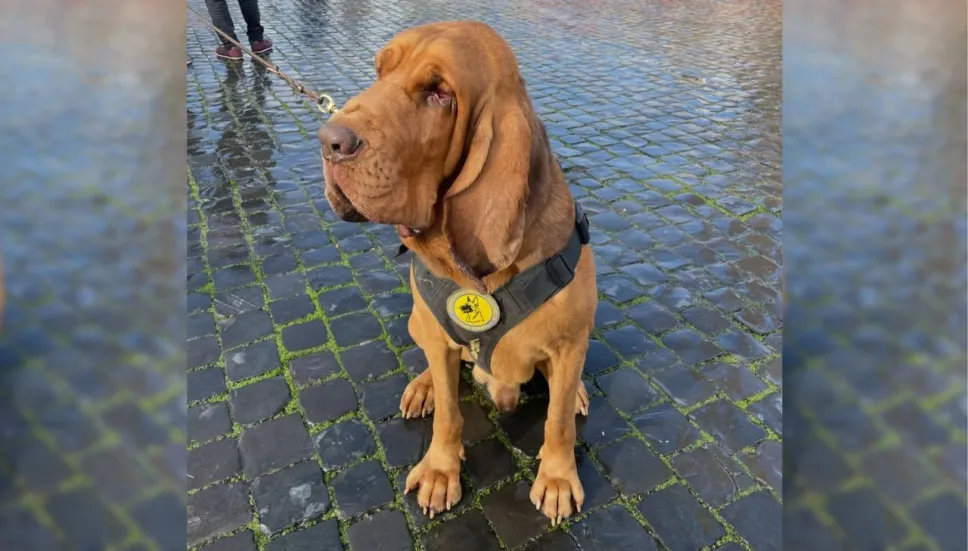 Asesinan al perro Bruno con salchichas rellenas de clavos