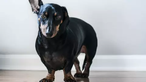 Canción viral en TikTok_ Esta es la historia de la creación de _Perro salchicha, gordo bachicha_.jpg