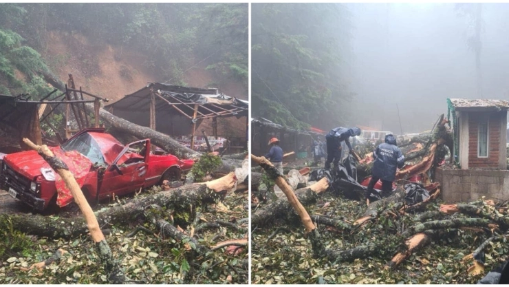 ¡Tragedia en Tenancingo! Árbol cae sobre vehículos y deja un muerto