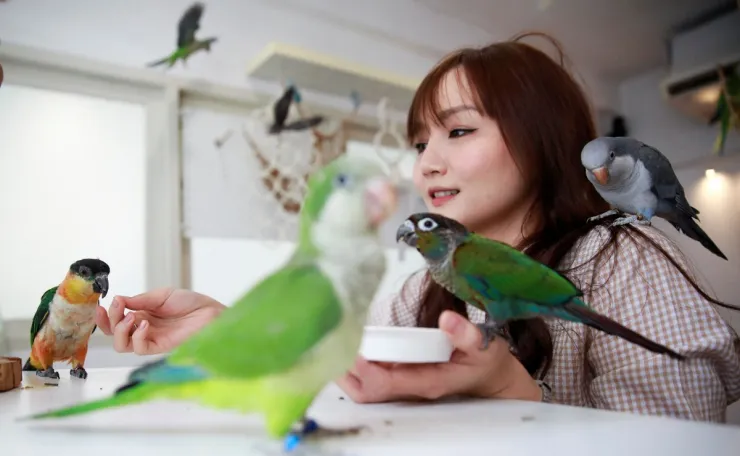 cafeteria tailandia aves