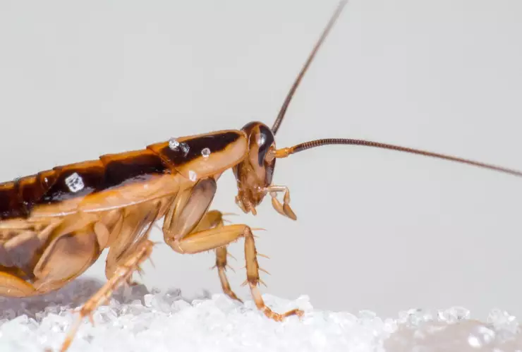 Truco sencillo para eliminar las cucarachas del horno de microondas