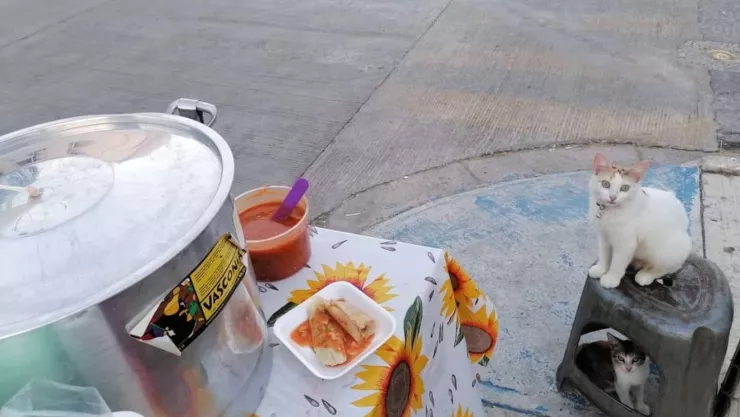 gatita se viraliza por acompañar a su dueña a vender tamales Michitamales.jpg