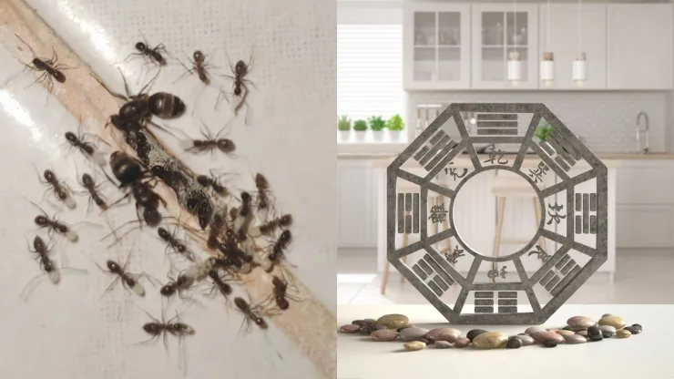 ¿Cómo eliminar las hormigas de la casa? El Feng Shui da respuestas