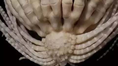 FOTOS_ Descubren criatura marina de 20 brazos; así luce este misterioso animal