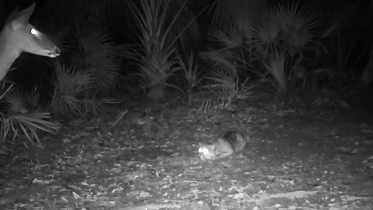 Así fue el encuentro del ciervo y el gato montés en Florida