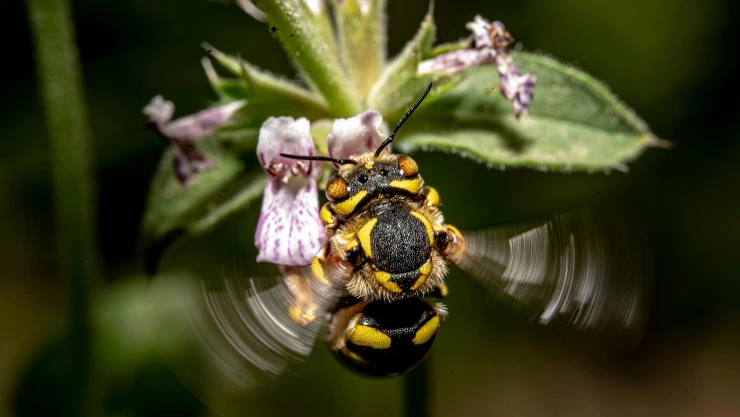 akbarnemati-insect-7258412_1920.jpg