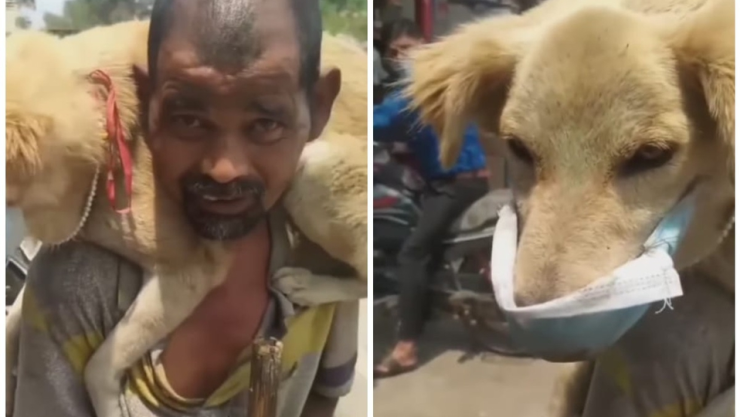 Un hombre le puso a su perro su único cubrebocas, para poder cuidarlo de la COVID-19