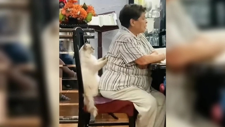 Captan a gato masajista en reunión familiar.