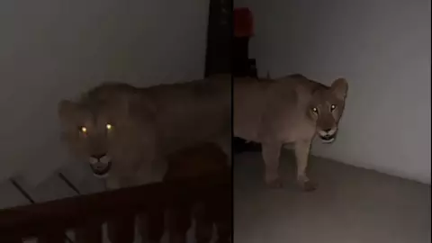 Hombre se encuentra frente a frente con dos leones