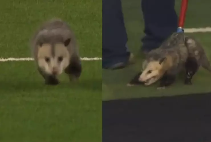 VIDEO Encantadora zarigüeya interrumpe un partido de fútbol; su reacción cuando la sacaban