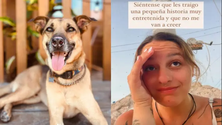 VIRAL: Perrito busca a su dueña y termina cruzando el mar; vive en Holbox