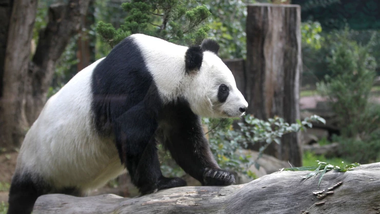 Horario de visitas del Zoológico de Chapultepec