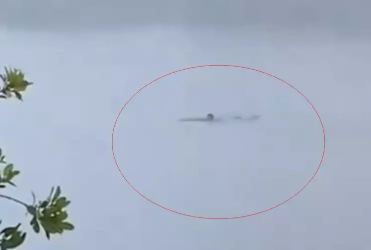 VIDEO_ Víctima de ataque de cocodrilo estaba buscando “emociones fuertes” nadando con el reptil