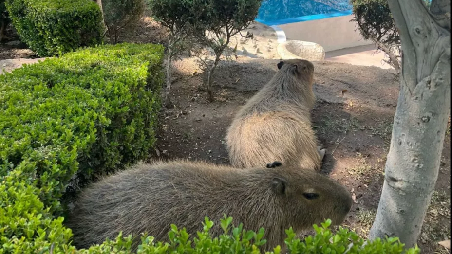 ¿Hasta qué hora me puedo tomar la foto con capibara reales en el Parque Hidalgo de Aguascalientes hoy