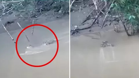 VIDEO: Así un adolescente murió devorado por un enorme cocodrilo; fue arrastrado hasta un río