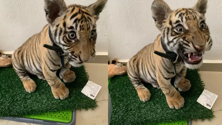 Presume tigre de Bengala bebé en su auto y lo detienen en Neza