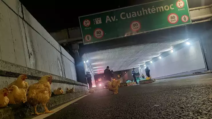 CAMIÓN CON POLLOS.jpeg