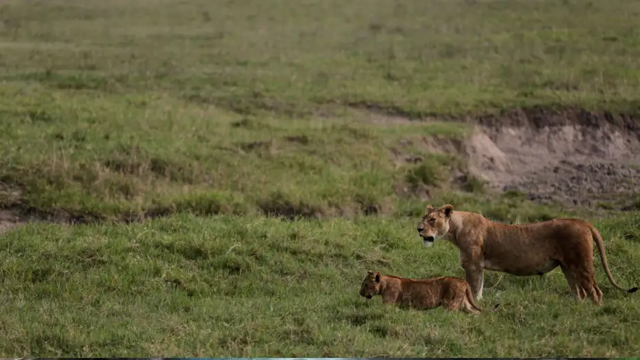 Leones caminan por la Zona de Conservación del Cráter de Ngorongoro, en Tanzania.