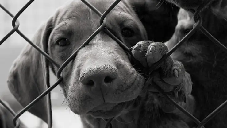 ¡Nadie lo quería!, Perrito en silla de ruedas es adoptado por este hombre
