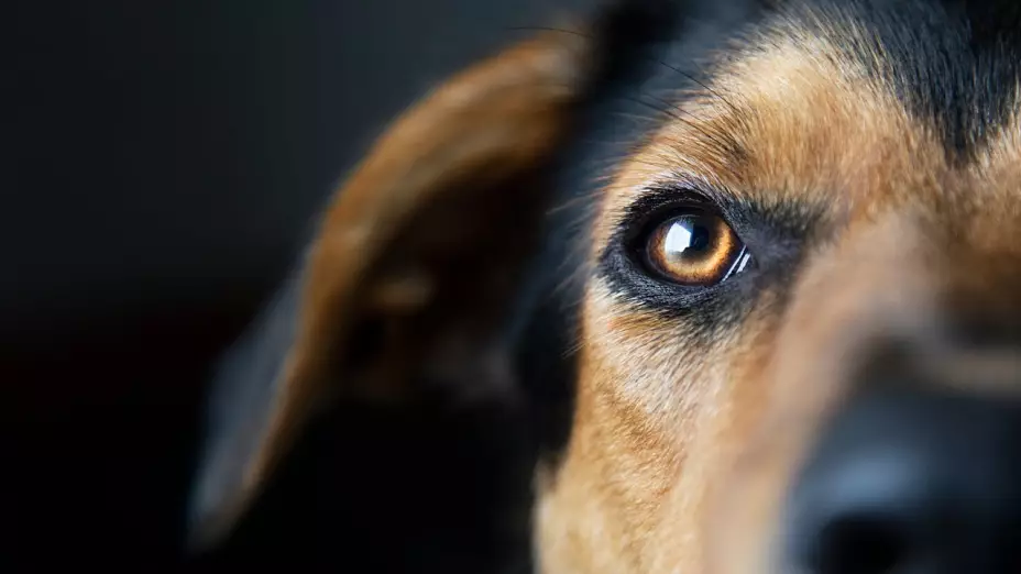 La mirada de un perro con fondo negro.