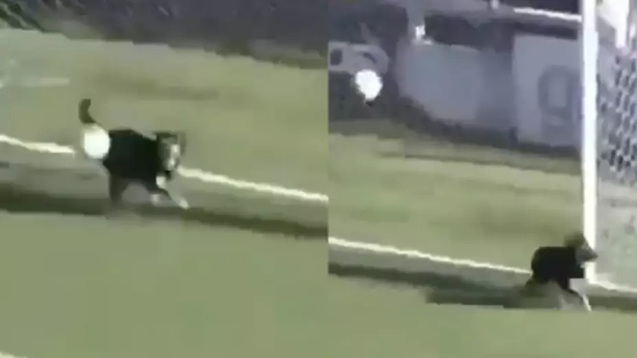 VIDEO: ¿Memo Ochoa? Perro evitó un gol en pleno partido.