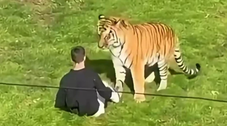 Tigre ataca a hombre en el Yorkshire Wildlife Park de Inglaterra